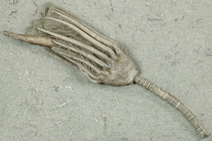 Fossil Crinoid (Macrocrinus) - Crawfordsville, Indiana #325643